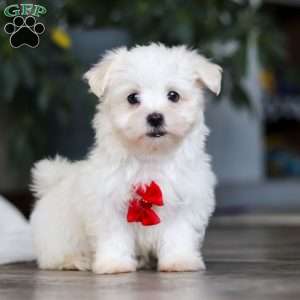 Riley, Maltese Puppy
