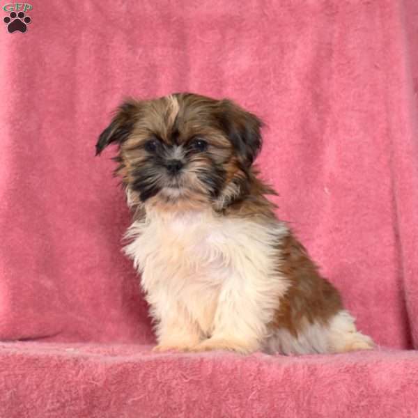 Riley, Shih Tzu Puppy