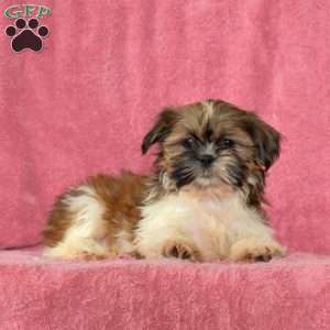 Riley, Shih Tzu Puppy