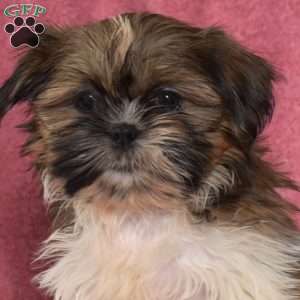 Riley, Shih Tzu Puppy