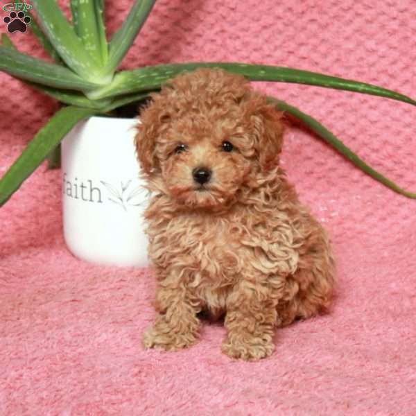 Riley, Maltipoo Puppy