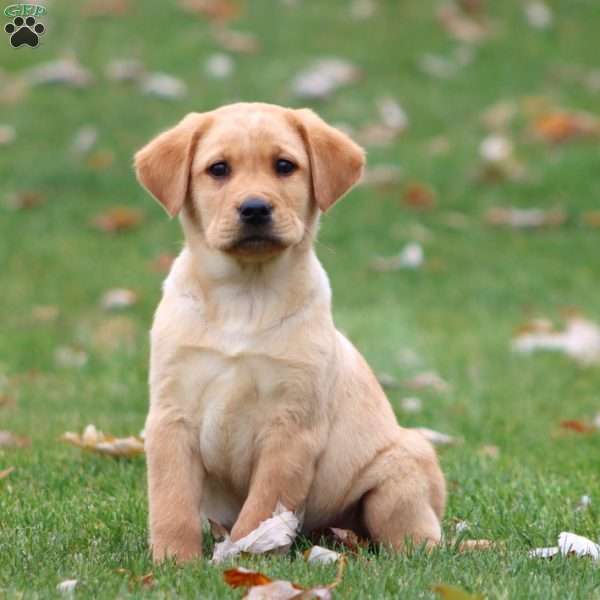 Riley, Yellow Labrador Retriever Puppy