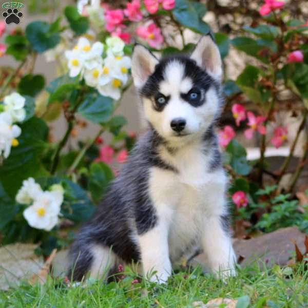 Riley, Siberian Husky Puppy