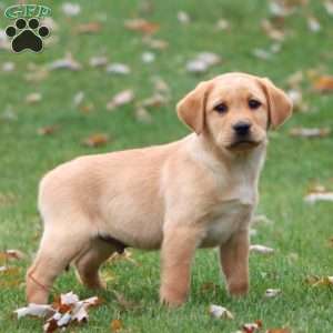 Riley, Yellow Labrador Retriever Puppy