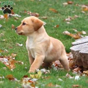 Riley, Yellow Labrador Retriever Puppy