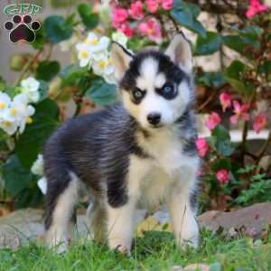 Riley, Siberian Husky Puppy