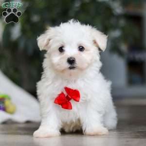Riley, Maltese Puppy