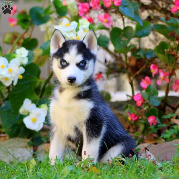 Rilynn, Siberian Husky Puppy