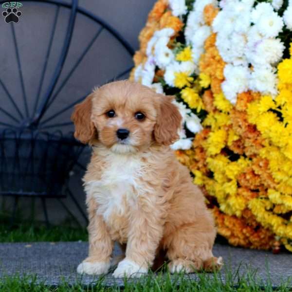 Rilynn, Cockapoo Puppy