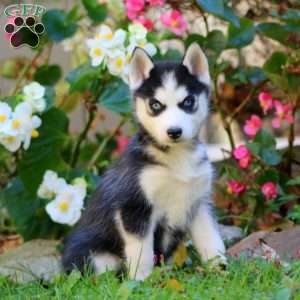 Rilynn, Siberian Husky Puppy