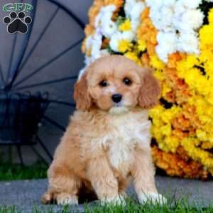 Rilynn, Cockapoo Puppy