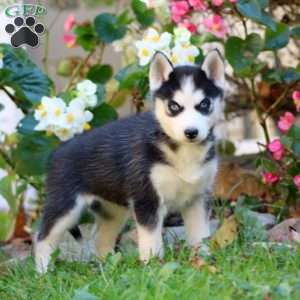 Rilynn, Siberian Husky Puppy