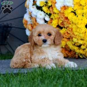 Rilynn, Cockapoo Puppy