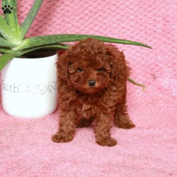 Ringo, Maltipoo Puppy