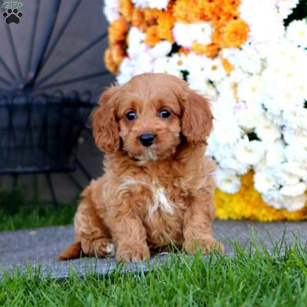 Rita, Cockapoo Puppy