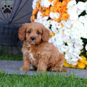Rita, Cockapoo Puppy