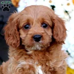 Rita, Cockapoo Puppy