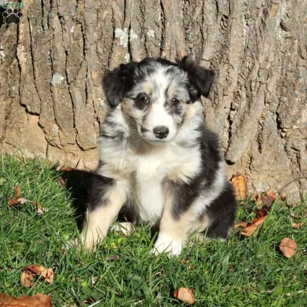 River, Australian Shepherd Puppy