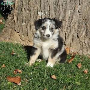 River, Australian Shepherd Puppy