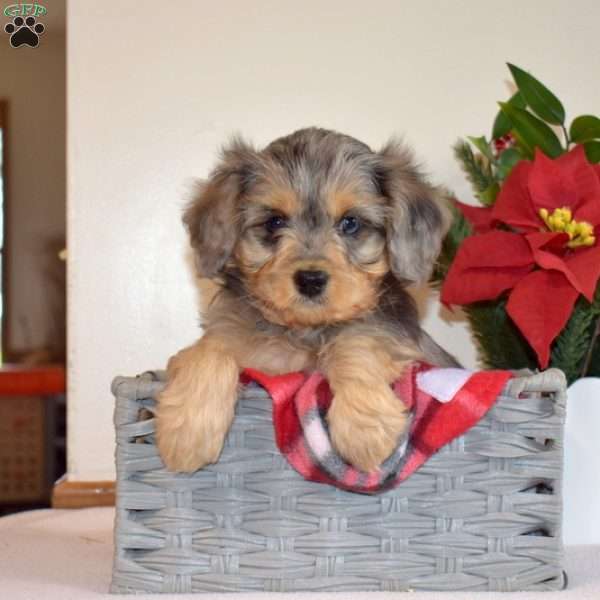 Rocky, Cavapoo Puppy