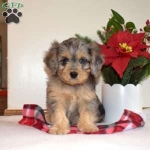 Rocky, Cavapoo Puppy