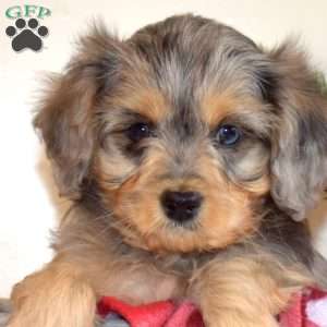 Rocky, Cavapoo Puppy