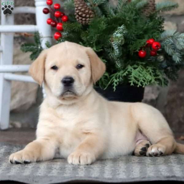 Rocky, Golden Retriever Mix Puppy