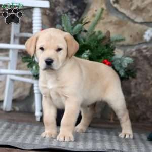 Rocky, Golden Retriever Mix Puppy