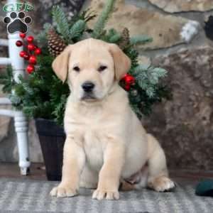 Rocky, Golden Retriever Mix Puppy
