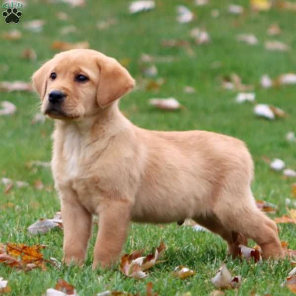 Rookie, Yellow Labrador Retriever Puppy