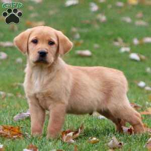 Rookie, Yellow Labrador Retriever Puppy