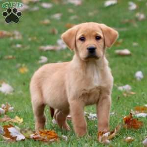 Rookie, Yellow Labrador Retriever Puppy