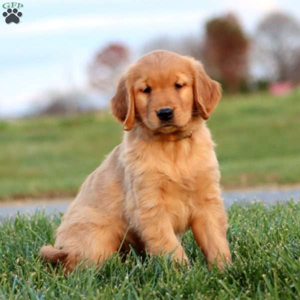 Rootbeer, Golden Retriever Puppy