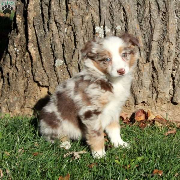 Rosa, Australian Shepherd Puppy