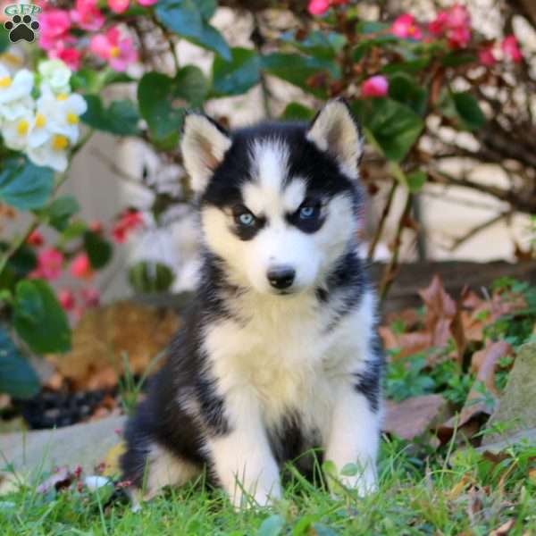Rosa, Siberian Husky Puppy