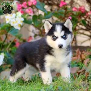 Rosa, Siberian Husky Puppy