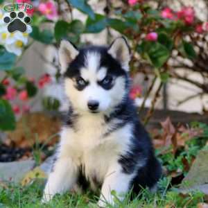 Rosa, Siberian Husky Puppy