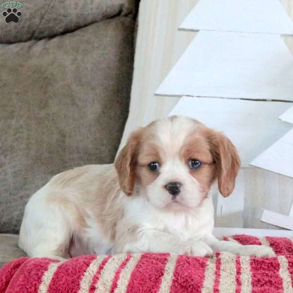 Rose, Cavalier King Charles Spaniel Puppy