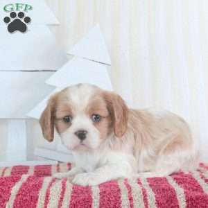 Rose, Cavalier King Charles Spaniel Puppy