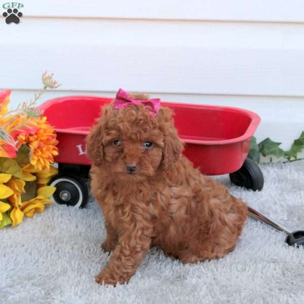 Rose, Toy Poodle Puppy
