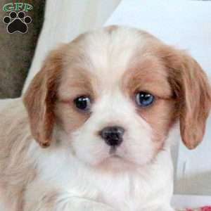 Rose, Cavalier King Charles Spaniel Puppy