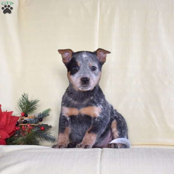 Rosey, Blue Heeler – Australian Cattle Dog Puppy
