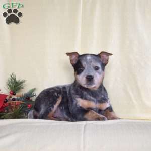 Rosey, Blue Heeler – Australian Cattle Dog Puppy