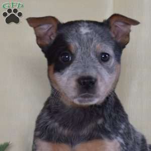 Rosey, Blue Heeler – Australian Cattle Dog Puppy