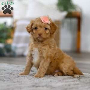 Rosie, Mini Bernedoodle Puppy