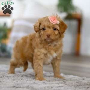 Rosie, Mini Bernedoodle Puppy