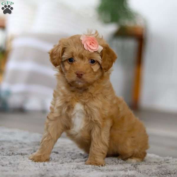 Rosie, Mini Bernedoodle Puppy