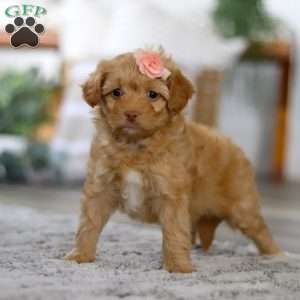 Rosie, Mini Bernedoodle Puppy