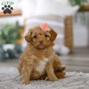 Rosie, Mini Bernedoodle Puppy