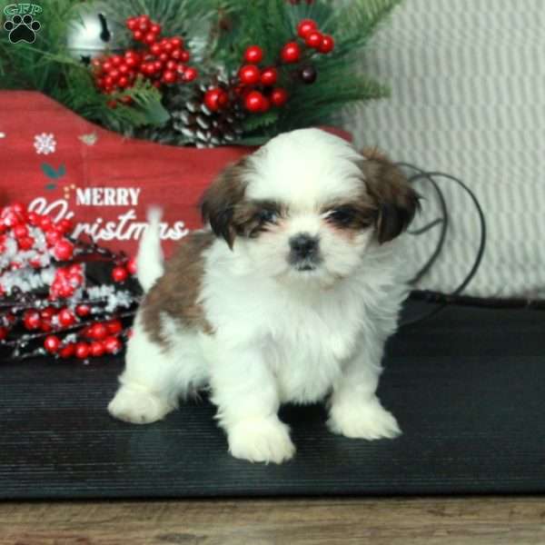 Rosie, Shih Tzu Puppy